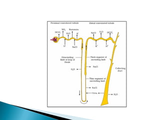 Comprehensive Overview of the Urinary System: Anatomy, Physiology, and ...