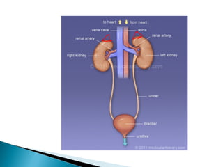 Comprehensive Overview of the Urinary System: Anatomy, Physiology, and ...