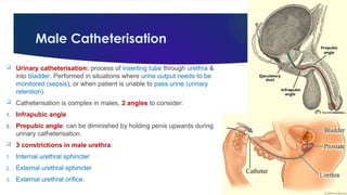 Urinary System By Dr. Rabia Inam Gandapore.pptx