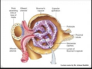 Lecture notes by Dr. Arham Shabbir
 