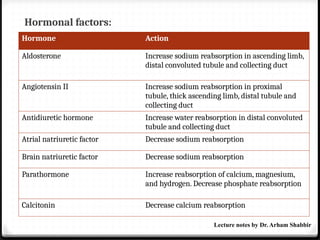 Hormonal factors:
Hormone Action
Aldosterone Increase sodium reabsorption in ascending limb,
distal convoluted tubule and collecting duct
Angiotensin II Increase sodium reabsorption in proximal
tubule, thick ascending limb, distal tubule and
collecting duct
Antidiuretic hormone Increase water reabsorption in distal convoluted
tubule and collecting duct
Atrial natriuretic factor Decrease sodium reabsorption
Brain natriuretic factor Decrease sodium reabsorption
Parathormone Increase reabsorption of calcium, magnesium,
and hydrogen. Decrease phosphate reabsorption
Calcitonin Decrease calcium reabsorption
Lecture notes by Dr. Arham Shabbir
 