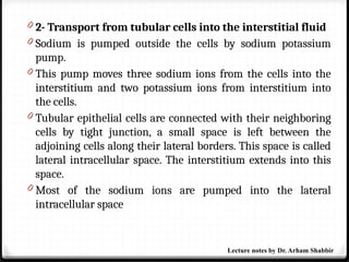 0 2- Transport from tubular cells into the interstitial fluid
0 Sodium is pumped outside the cells by sodium potassium
pump.
0 This pump moves three sodium ions from the cells into the
interstitium and two potassium ions from interstitium into
the cells.
0 Tubular epithelial cells are connected with their neighboring
cells by tight junction, a small space is left between the
adjoining cells along their lateral borders. This space is called
lateral intracellular space. The interstitium extends into this
space.
0 Most of the sodium ions are pumped into the lateral
intracellular space
Lecture notes by Dr. Arham Shabbir
 