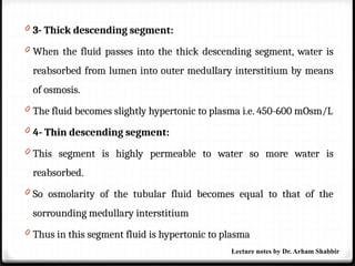 0 3- Thick descending segment:
0 When the fluid passes into the thick descending segment, water is
reabsorbed from lumen into outer medullary interstitium by means
of osmosis.
0 The fluid becomes slightly hypertonic to plasma i.e. 450-600 mOsm/L
0 4- Thin descending segment:
0 This segment is highly permeable to water so more water is
reabsorbed.
0 So osmolarity of the tubular fluid becomes equal to that of the
sorrounding medullary interstitium
0 Thus in this segment fluid is hypertonic to plasma
Lecture notes by Dr. Arham Shabbir
 