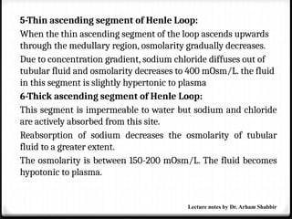 5-Thin ascending segment of Henle Loop:
When the thin ascending segment of the loop ascends upwards
through the medullary region, osmolarity gradually decreases.
Due to concentration gradient, sodium chloride diffuses out of
tubular fluid and osmolarity decreases to 400 mOsm/L. the fluid
in this segment is slightly hypertonic to plasma
6-Thick ascending segment of Henle Loop:
This segment is impermeable to water but sodium and chloride
are actively absorbed from this site.
Reabsorption of sodium decreases the osmolarity of tubular
fluid to a greater extent.
The osmolarity is between 150-200 mOsm/L. The fluid becomes
hypotonic to plasma.
Lecture notes by Dr. Arham Shabbir
 