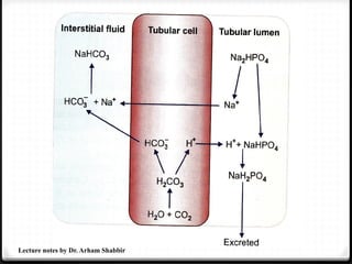 Lecture notes by Dr. Arham Shabbir
 