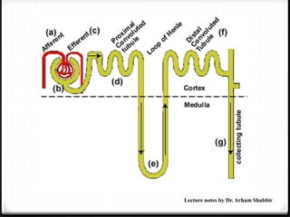 Lecture notes by Dr. Arham Shabbir
 