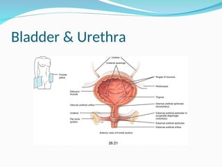 Bladder & Urethra
 