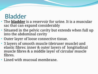 Bladder
• The bladder is a reservoir for urine. It is a muscular
sac that can expand considerably
• Situated in the pelvic cavity but extends when full up
into the abdominal cavity
• Outer layer of loose connective tissue.
• 3 layers of smooth muscle (detruser muscle) and
elastic fibres: inner & outer layers of longitudinal
muscle fibres & a middle layer of circular muscle
fibres.
• Lined with mucosal membrane.
 