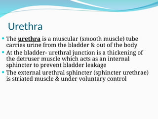 Urethra
 The urethra is a muscular (smooth muscle) tube
carries urine from the bladder & out of the body
 At the bladder- urethral junction is a thickening of
the detruser muscle which acts as an internal
sphincter to prevent bladder leakage
 The external urethral sphincter (sphincter urethrae)
is striated muscle & under voluntary control
 