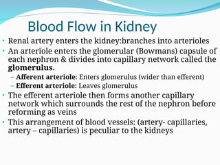 Blood Flow in Kidney
• Renal artery enters the kidney:branches into arterioles
• An arteriole enters the glomerular (Bowmans) capsule of
each nephron & divides into capillary network called the
glomerulus.
– Afferent arteriole: Enters glomerulus (wider than efferent)
– Efferent arteriole: Leaves glomerulus
• The efferent arteriole then forms another capillary
network which surrounds the rest of the nephron before
reforming as veins
• This arrangement of blood vessels: (artery- capillaries,
artery – capillaries) is peculiar to the kidneys
 