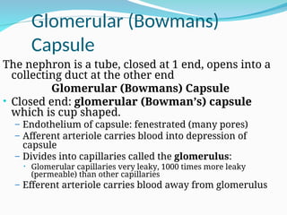 Glomerular (Bowmans)
Capsule
The nephron is a tube, closed at 1 end, opens into a
collecting duct at the other end
Glomerular (Bowmans) Capsule
• Closed end: glomerular (Bowman’s) capsule
which is cup shaped.
– Endothelium of capsule: fenestrated (many pores)
– Afferent arteriole carries blood into depression of
capsule
– Divides into capillaries called the glomerulus:
• Glomerular capillaries very leaky, 1000 times more leaky
(permeable) than other capillaries
– Efferent arteriole carries blood away from glomerulus
 