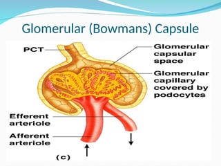 Glomerular (Bowmans) Capsule
 