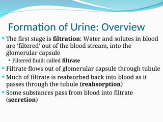 Formation of Urine: Overview
 The first stage is filtration: Water and solutes in blood
are ‘filtered’ out of the blood stream, into the
glomerular capsule
 Filtered fluid: called filtrate
 Filtrate flows out of glomerular capsule through tubule
 Much of filtrate is reabsorbed back into blood as it
passes through the tubule (reabsorption)
 Some substances pass from blood into filtrate
(secretion)
 