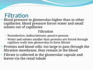 Filtration
• Blood pressure in glomerulus higher than in other
capillaries: blood pressure forces water and small
solutes out of capillaries
Filtration
– Nonselective, indiscriminate, passive process
– Water and solutes smaller than proteins are forced through
capillary walls into glomerulus to form filtrate
• Proteins and blood cells: too large to pass through the
filtration membrane, they remain in the blood
• Filtrate is collected in the glomerular capsule and
leaves via the renal tubule
 