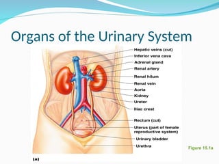Figure 15.1a
Organs of the Urinary System
 