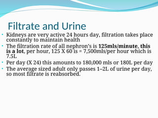 Filtrate and Urine
• Kidneys are very active 24 hours day, filtration takes place
constantly to maintain health
• The filtration rate of all nephron’s is 125mls/minute, this
is a lot, per hour, 125 X 60 is = 7,500mls/per hour which is
7.5L
• Per day (X 24) this amounts to 180,000 mls or 180L per day
• The average sized adult only passes 1–2L of urine per day,
so most filtrate is reabsorbed.
 