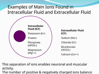 Extracellular Fluid
ECF)
Sodium (Na+)
Chloride (Cl-)
Bicarbonate
(HCO3-)
Calcium (Ca++)
Intracellular
Fluid (ICF)
Potassium (K+)
Protein-
Phosphate
(HPO4-)
Magnesium
(Mg++)
Examples of Main Ions Found in
Intracellular Fluid and Extracellular Fluid
This separation of ions enables neuronal and muscular
activity.
The number of positive & negatively charged ions balance
 