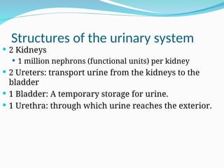 Structures of the urinary system
 2 Kidneys
 1 million nephrons (functional units) per kidney
 2 Ureters: transport urine from the kidneys to the
bladder
 1 Bladder: A temporary storage for urine.
 1 Urethra: through which urine reaches the exterior.
 
