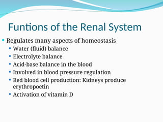 Funtions of the Renal System
 Regulates many aspects of homeostasis
 Water (fluid) balance
 Electrolyte balance
 Acid-base balance in the blood
 Involved in blood pressure regulation
 Red blood cell production: Kidneys produce
erythropoetin
 Activation of vitamin D
 