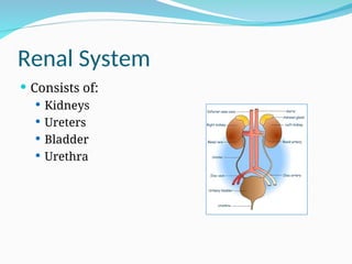 Renal System
 Consists of:
 Kidneys
 Ureters
 Bladder
 Urethra
 