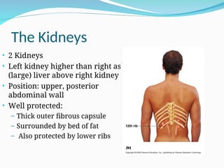 The Kidneys
• 2 Kidneys
• Left kidney higher than right as
(large) liver above right kidney
• Position: upper, posterior
abdominal wall
• Well protected:
– Thick outer fibrous capsule
– Surrounded by bed of fat
– Also protected by lower ribs
 