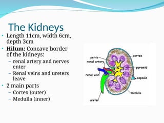 The Kidneys
• Length 11cm, width 6cm,
depth 3cm
• Hilum: Concave border
of the kidneys:
– renal artery and nerves
enter
– Renal veins and ureters
leave
• 2 main parts
– Cortex (outer)
– Medulla (inner)
 