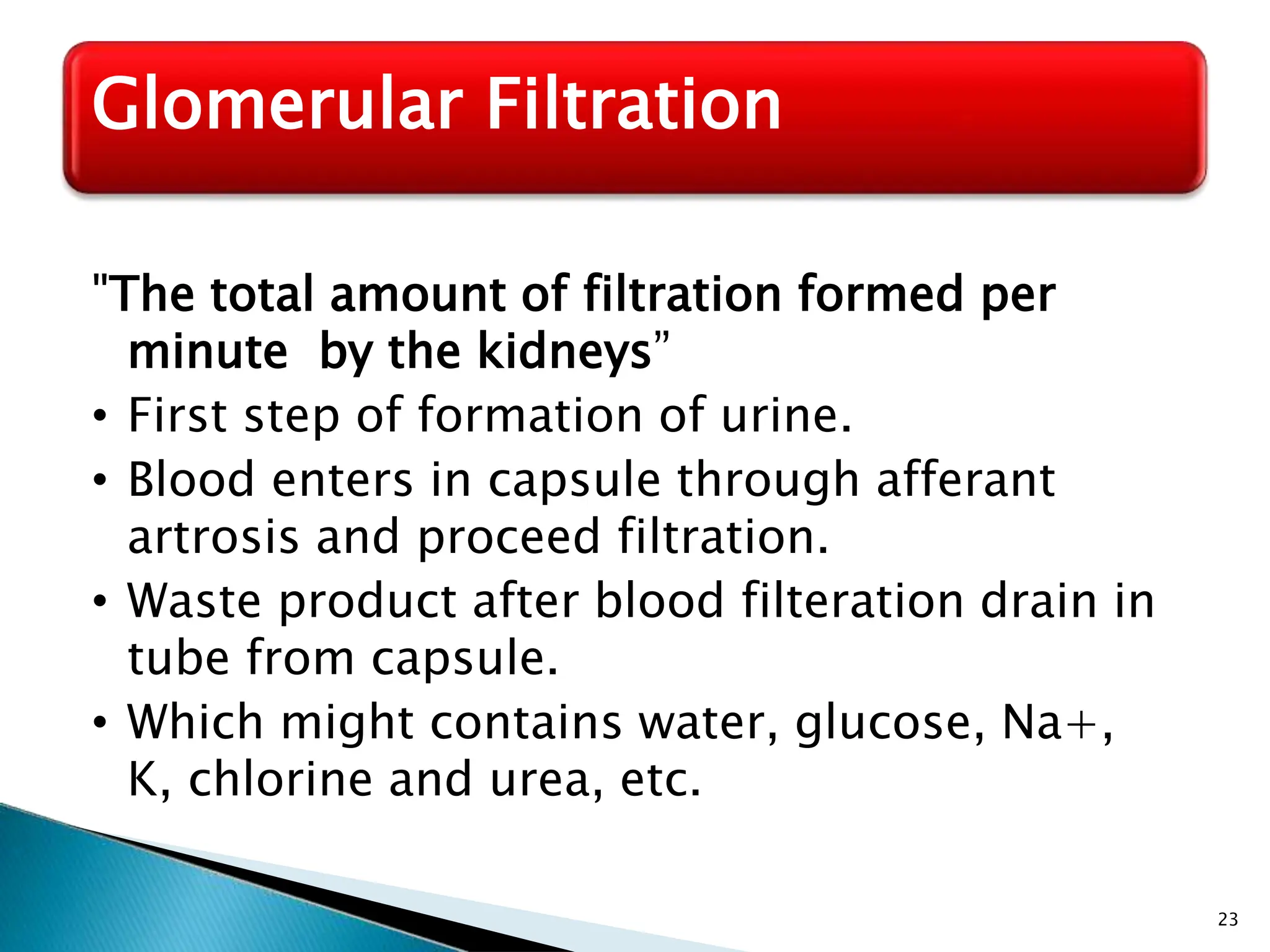 23
Glomerular Filtration
"The total amount of filtration formed per
minute by the kidneys”
• First step of formation of urine.
• Blood enters in capsule through afferant
artrosis and proceed filtration.
• Waste product after blood filteration drain in
tube from capsule.
• Which might contains water, glucose, Na+,
K, chlorine and urea, etc.
 