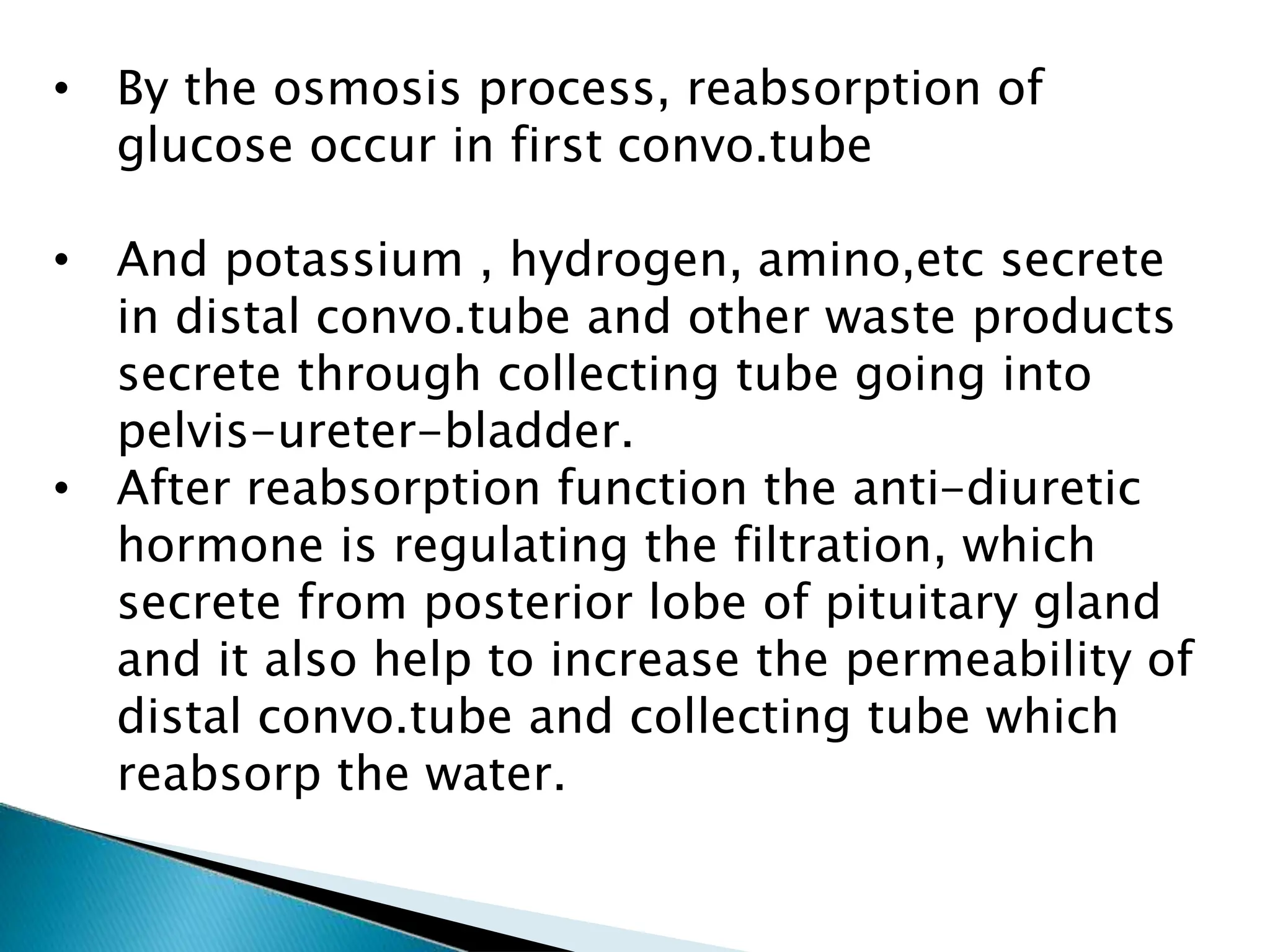 • By the osmosis process, reabsorption of
glucose occur in first convo.tube
• And potassium , hydrogen, amino,etc secrete
in distal convo.tube and other waste products
secrete through collecting tube going into
pelvis-ureter-bladder.
• After reabsorption function the anti-diuretic
hormone is regulating the filtration, which
secrete from posterior lobe of pituitary gland
and it also help to increase the permeability of
distal convo.tube and collecting tube which
reabsorp the water.
 