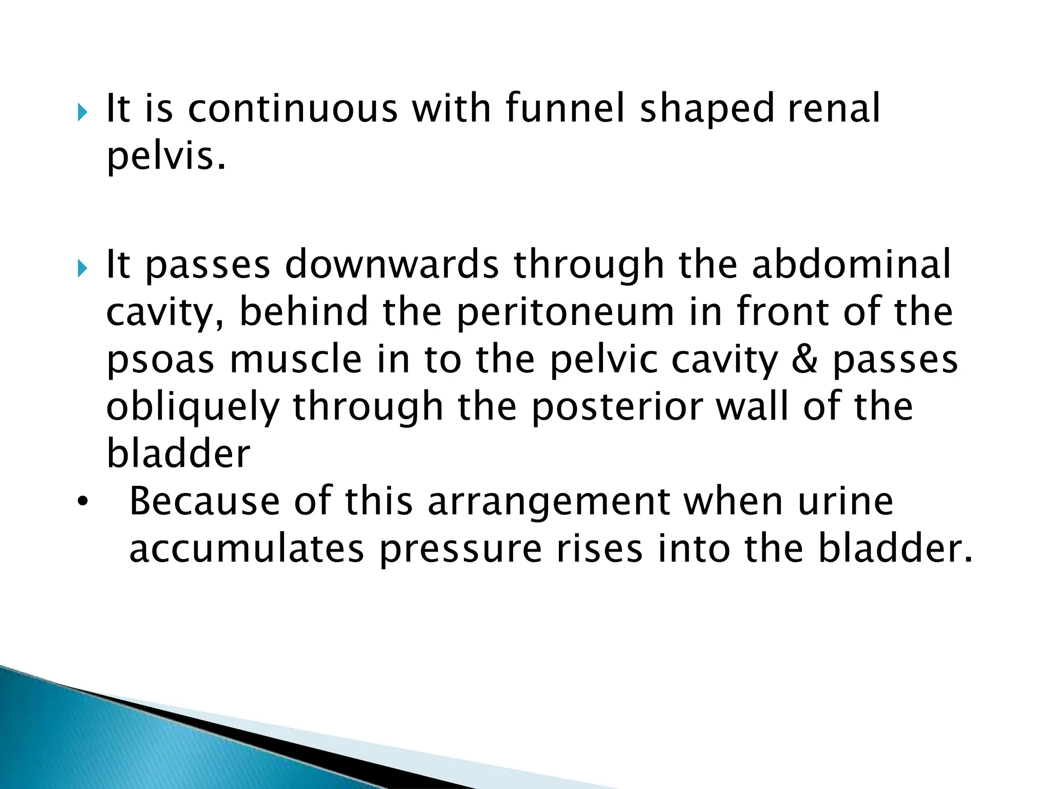  It is continuous with funnel shaped renal
pelvis.
 It passes downwards through the abdominal
cavity, behind the peritoneum in front of the
psoas muscle in to the pelvic cavity & passes
obliquely through the posterior wall of the
bladder
• Because of this arrangement when urine
accumulates pressure rises into the bladder.
 