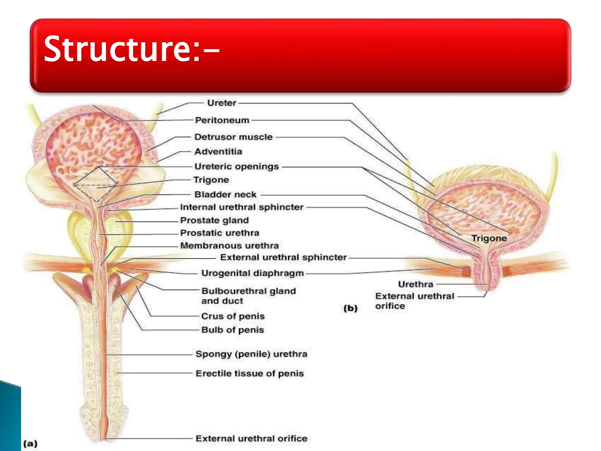 Structure:-
 