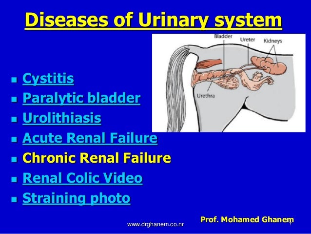 definition mixed system horse in system diseases Urinary