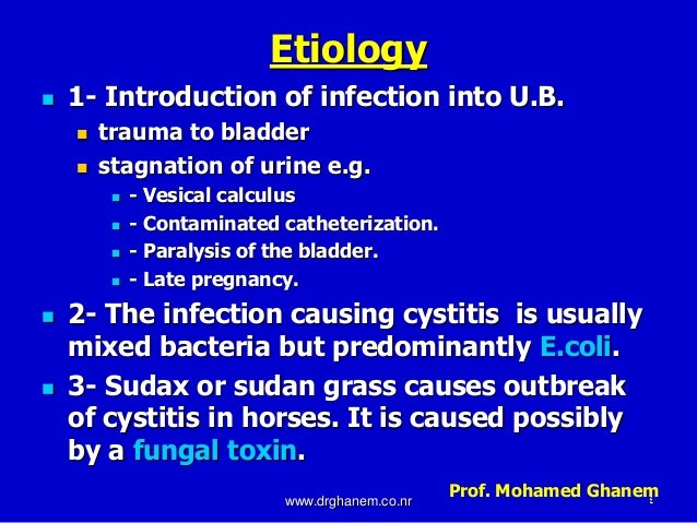 urinary system diseases in horse
