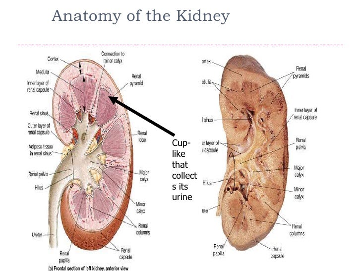 Renal system disorders