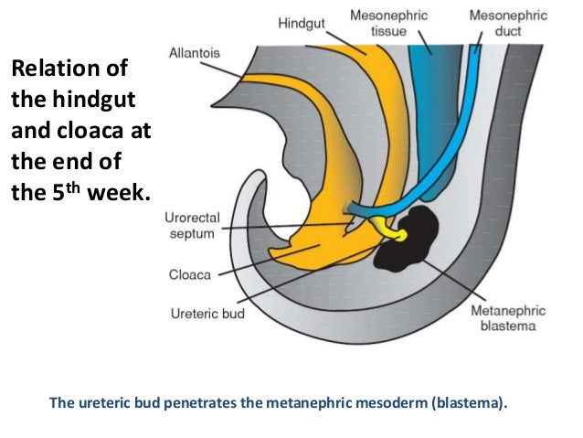 Rogenital Ridge Urogenital Ridge Embryology , Urogenital Ridge – FBRYU