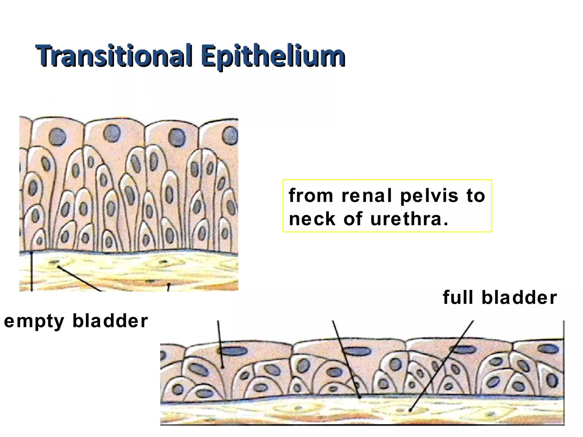 Urinary system | PPT