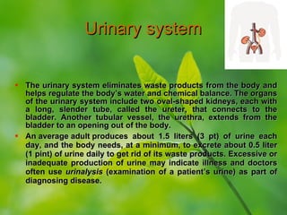 Urinary system ,[object Object],[object Object]