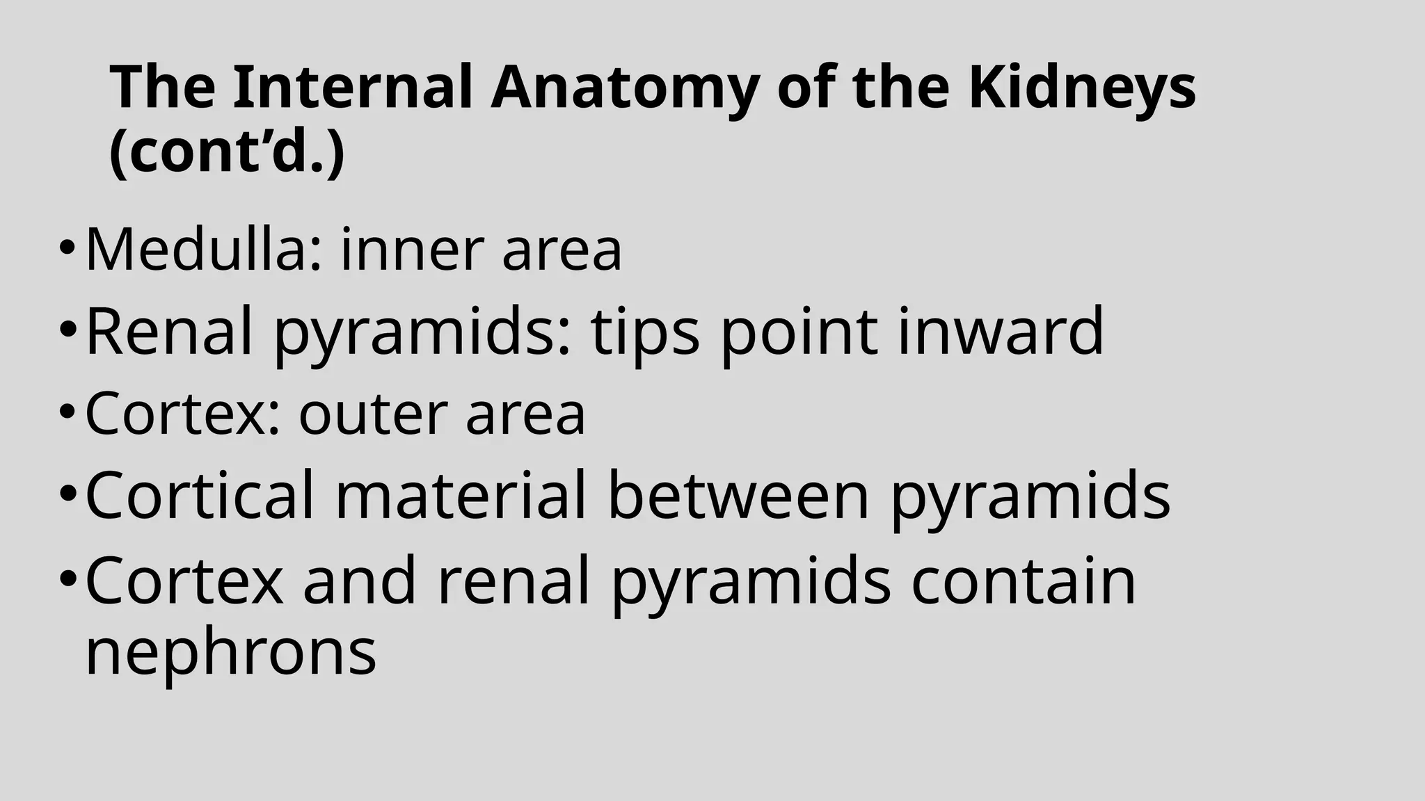 The Internal Anatomy of the Kidneys
(cont’d.)
•Medulla: inner area
•Renal pyramids: tips point inward
•Cortex: outer area
•Cortical material between pyramids
•Cortex and renal pyramids contain
nephrons
 