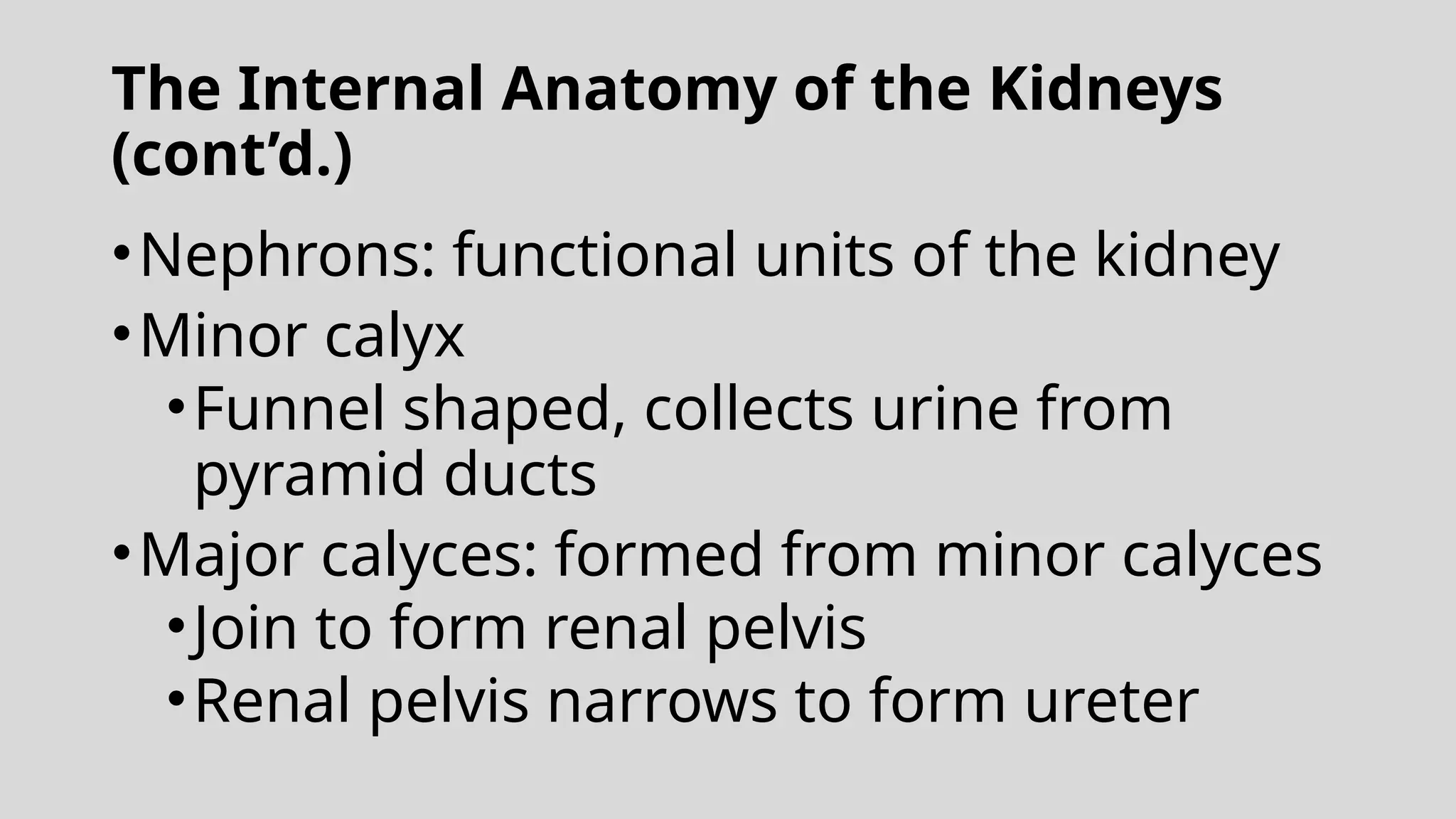 The Internal Anatomy of the Kidneys
(cont’d.)
•Nephrons: functional units of the kidney
•Minor calyx
•Funnel shaped, collects urine from
pyramid ducts
•Major calyces: formed from minor calyces
•Join to form renal pelvis
•Renal pelvis narrows to form ureter
 