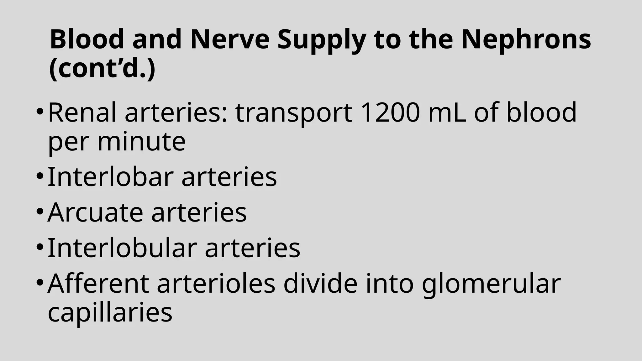 Blood and Nerve Supply to the Nephrons
(cont’d.)
•Renal arteries: transport 1200 mL of blood
per minute
•Interlobar arteries
•Arcuate arteries
•Interlobular arteries
•Afferent arterioles divide into glomerular
capillaries
 