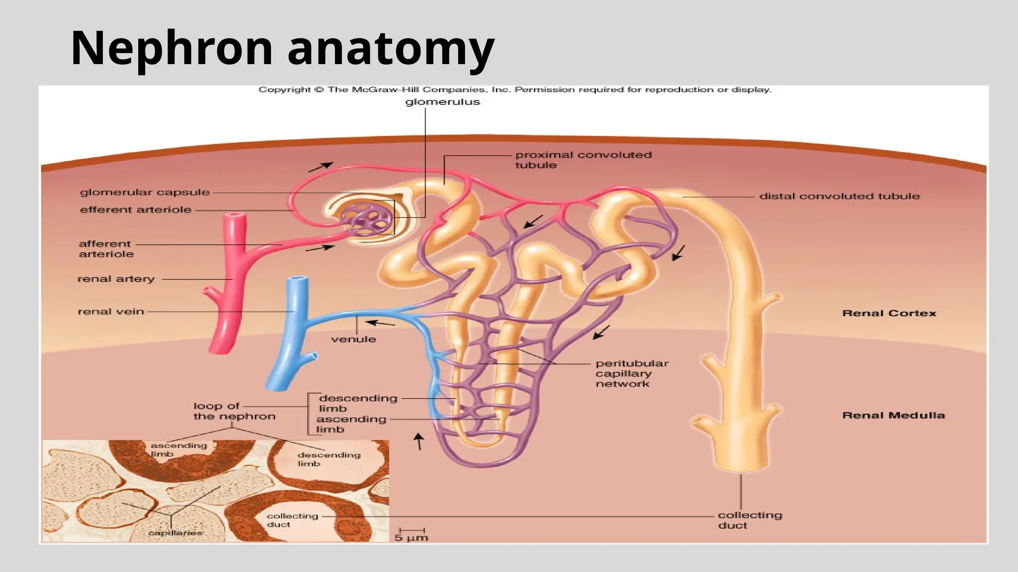 Nephron anatomy
 