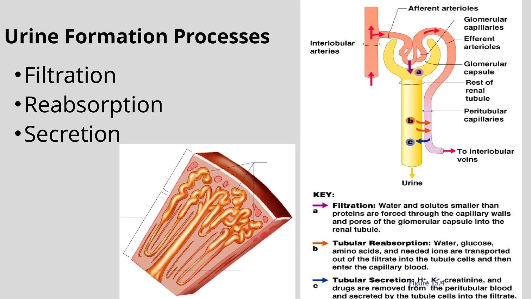 Urine Formation Processes
•Filtration
•Reabsorption
•Secretion
Figure 15.4
 