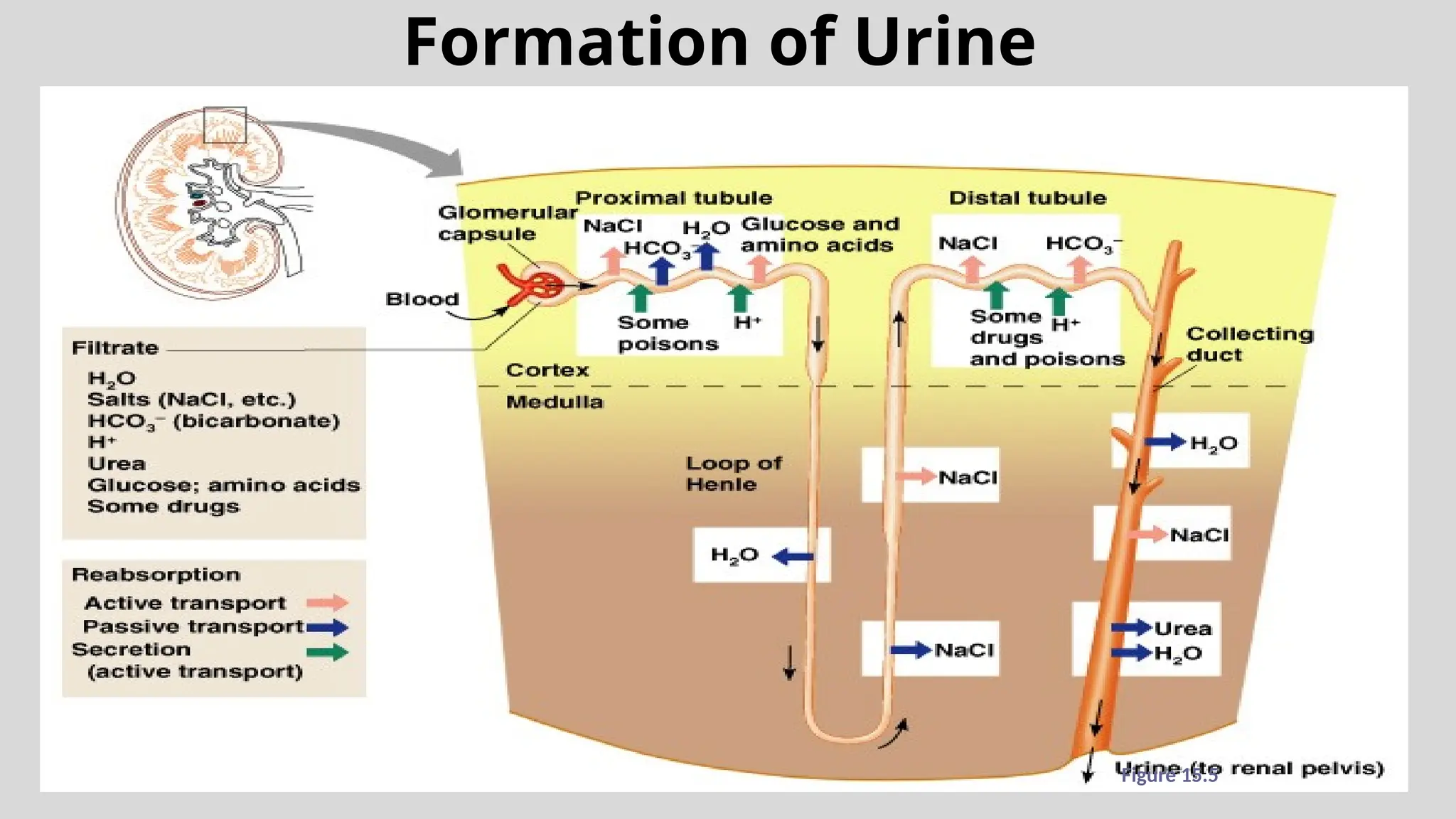 Formation of Urine
Figure 15.5
 