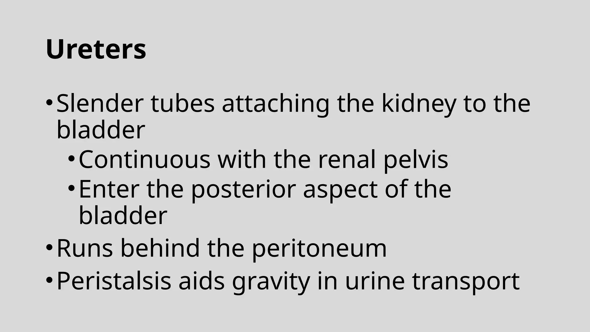 Ureters
•Slender tubes attaching the kidney to the
bladder
•Continuous with the renal pelvis
•Enter the posterior aspect of the
bladder
•Runs behind the peritoneum
•Peristalsis aids gravity in urine transport
 