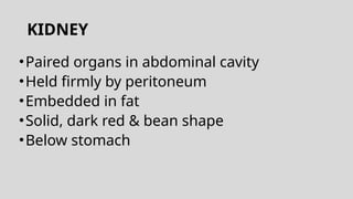 KIDNEY
•Paired organs in abdominal cavity
•Held firmly by peritoneum
•Embedded in fat
•Solid, dark red & bean shape
•Below stomach
 