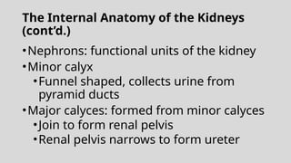 The Internal Anatomy of the Kidneys
(cont’d.)
•Nephrons: functional units of the kidney
•Minor calyx
•Funnel shaped, collects urine from
pyramid ducts
•Major calyces: formed from minor calyces
•Join to form renal pelvis
•Renal pelvis narrows to form ureter
 