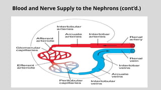 Blood and Nerve Supply to the Nephrons (cont’d.)
 