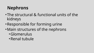 Nephrons
•The structural & functional units of the
kidneys
•Responsible for forming urine
•Main structures of the nephrons
•Glomerulus
•Renal tubule
 