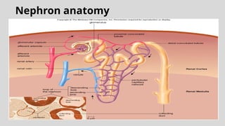 Nephron anatomy
 