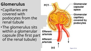 Glomerulus
•Capillaries are
covered with
podocytes from the
renal tubule
•The glomerulus sits
within a glomerular
capsule (the first part
of the renal tubule)
Figure 15.3c
 