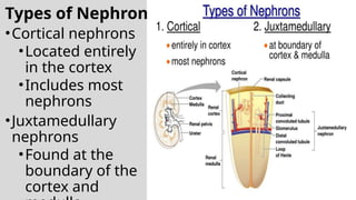 Types of Nephrons
•Cortical nephrons
•Located entirely
in the cortex
•Includes most
nephrons
•Juxtamedullary
nephrons
•Found at the
boundary of the
cortex and Figure 15.3a
 